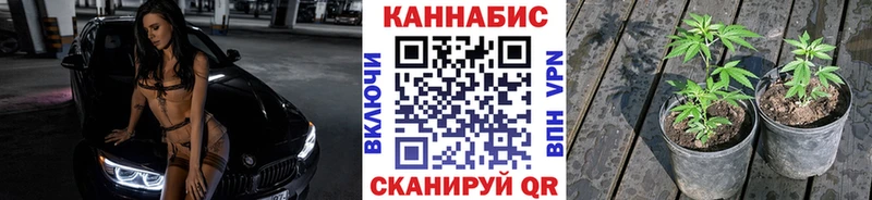 где найти наркотики  Калач  Канабис сатива 